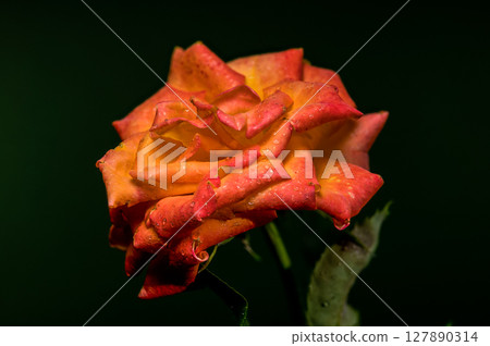 Vibrant Orange Rose with Raindrops on a Dark Green Background Vibrant Orange Rose with Raindrops on a Dark Green Background 127890314