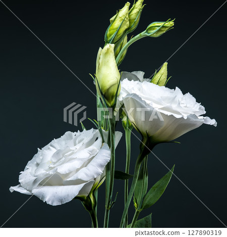 White Eustoma Flowers and Buds on a Dark Grey Background 127890319