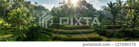 Aerial drone view of Tegallalang Rice fields terraces in Ubud, Bali, Indonesia 127890378