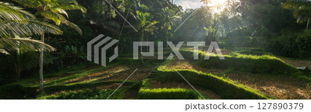 Aerial drone view of Tegallalang Rice fields terraces in Ubud, Bali, Indonesia 127890379
