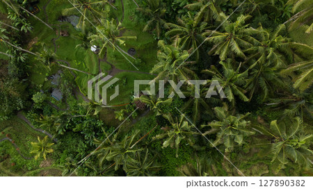 Aerial drone view of Tegallalang Rice fields terraces in Ubud, Bali, Indonesia Aerial drone view of Tegallalang Rice fields terraces in Ubud, Bali, Indonesia 127890382