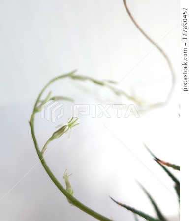 《花十二卷》 127890452