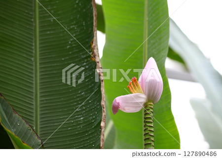 Musa rosacea flowers and raindrops Musa rosacea flowers and raindrops 127890486