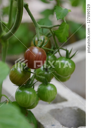 盛夏家庭花園種植的夏季蔬菜：黑櫻桃番茄種子、迷你番茄（櫻桃番茄） - 種植 127890529