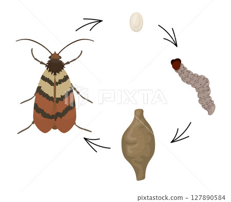 Indian meal moth life cycle showing the four stages of development. 127890584