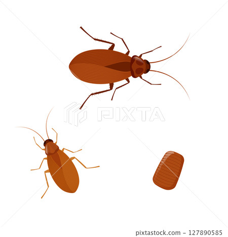 Cockroach lifecycle showing different stages of development 127890585