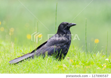 A carrion crow stands on a riverbank in early summer 127890587