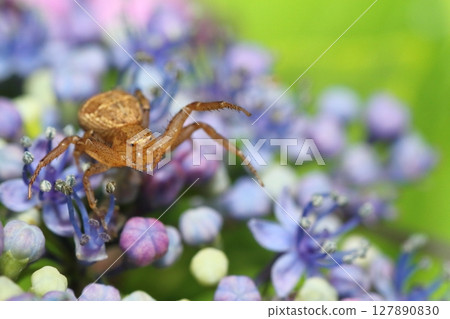 一隻深色皮膚的蟹蛛在繡球花上等待獵物 一隻深色皮膚的蟹蛛在繡球花上等待獵物 127890830