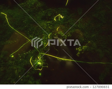 螢火蟲的回憶（20250628210200） 127890831