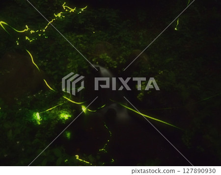 螢火蟲的美麗舞蹈（20250628212440） 127890930