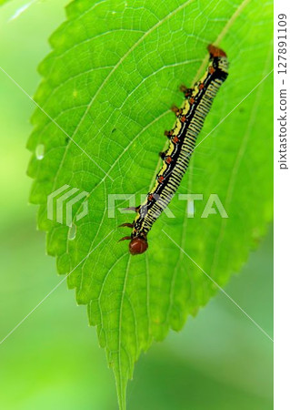 Frosted larva 127891109