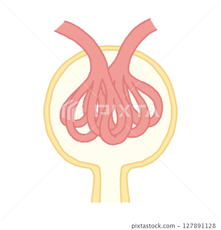 Renal corpuscle, glomerulus, Bowman's pouch 127891128