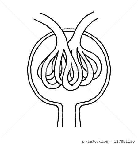 Renal corpuscle, glomerulus, and Bowman's capsule - Line drawing Renal corpuscle, glomerulus, and Bowman's capsule - Line drawing 127891130