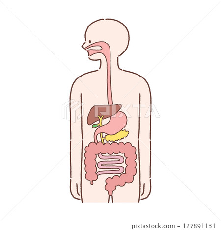 Cross section of human body / digestive organs 127891131