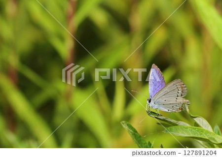 A male swallowtail butterfly resting on a weed leaf 127891204