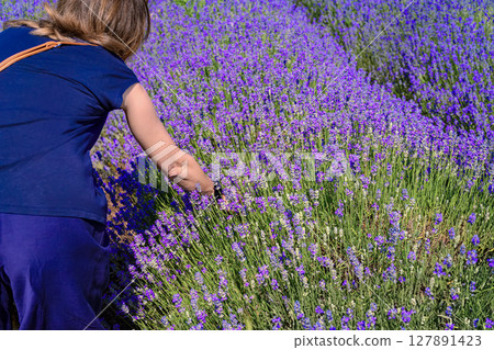 Woman picking fresh lavender stems in purple field under summer sun. Concept of lavender harvest, activity, organic farming, floral aromatherapy experience Woman picking fresh lavender stems in purple field under summer sun. Concept of lavender harvest, activity, organic farming, floral aromatherapy experience 127891423