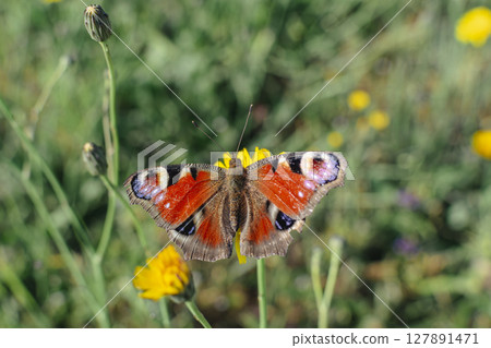 Peacock butterfly in a garden, aglais io, inachis io, nymphalidae, real life photo 127891471