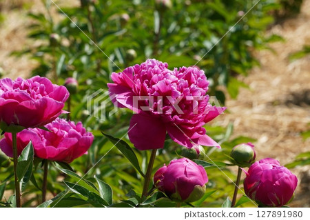Peony flower "picture" May 2025 Peony flower "picture" May 2025 127891980