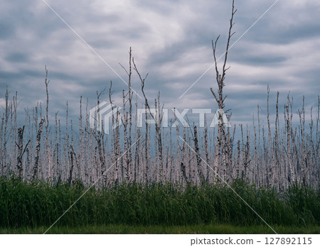 Wetland landscape with standing birch trees reflecting in water under a cloudy sky Wetland landscape with standing birch trees reflecting in water under a cloudy sky 127892115