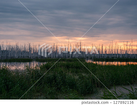Sunset over wetland with silhouetted trees and reflecting water in peaceful natural setting Sunset over wetland with silhouetted trees and reflecting water in peaceful natural setting 127892116