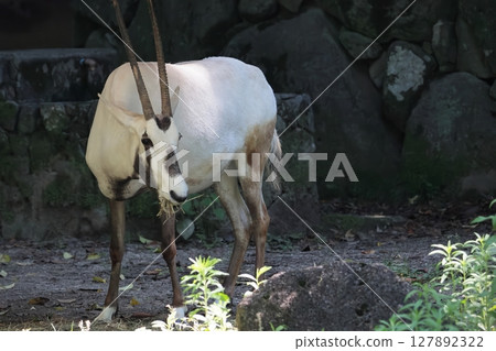 阿拉伯Orix 127892322