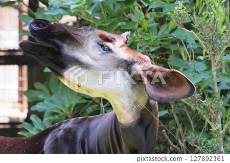 Okapi 127892361