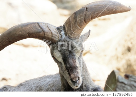 Sue Cho Varal 127892495