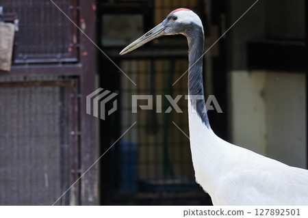 Cranberries 127892501