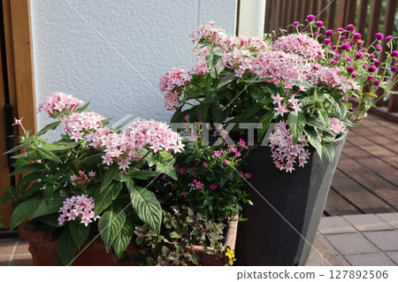 五星級花種植和盆栽 五星級花種植和盆栽 127892506