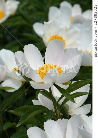 Peony flower "Silver moon" May 2025 127892525