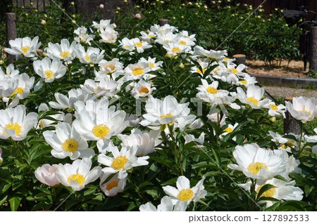 Peony flower "Silver moon" May 2025 127892533