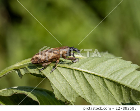 葉子上的條紋象鼻蟲 127892595