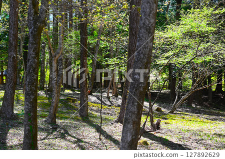 Lake Yamanaka, view of Literature Forest Park 127892629