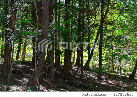 Lake Yamanaka, view of Literature Forest Park Lake Yamanaka, view of Literature Forest Park 127892633