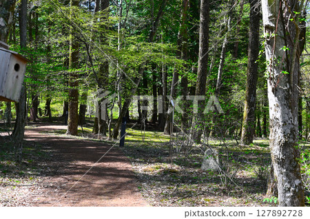 Lake Yamanaka, view of Literature Forest Park 127892728
