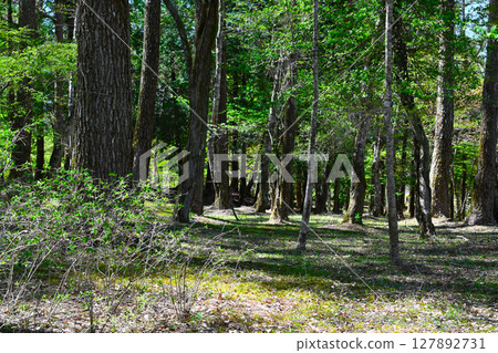 山中湖、文學之森公園景色 127892731