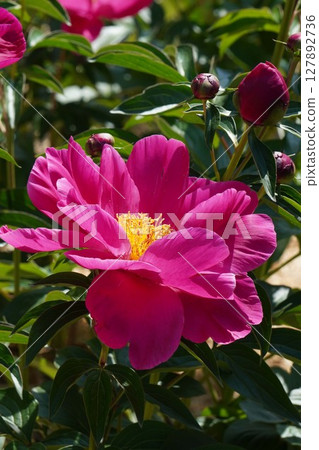 Peony flower "Beni Komachi" May 2025 Peony flower "Beni Komachi" May 2025 127892736