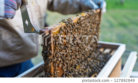 Beekeeper Inspecting Honeycomb Frame Covered with Bees in Apiary, Beekeeping Process 127892849