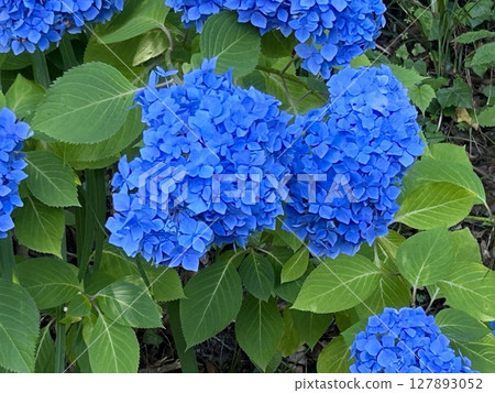 藍色繡球花 藍色繡球花 127893052