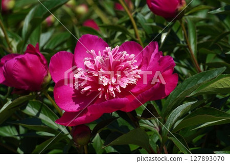 牡丹花「紅向日葵」2025年5月 127893070