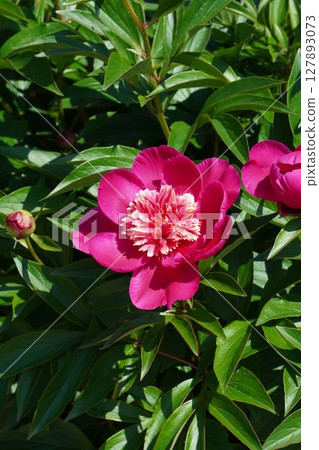 牡丹花「紅向日葵」2025年5月 牡丹花「紅向日葵」2025年5月 127893073