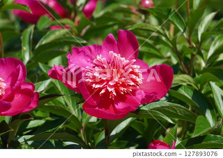 牡丹花「紅向日葵」2025年5月 牡丹花「紅向日葵」2025年5月 127893076