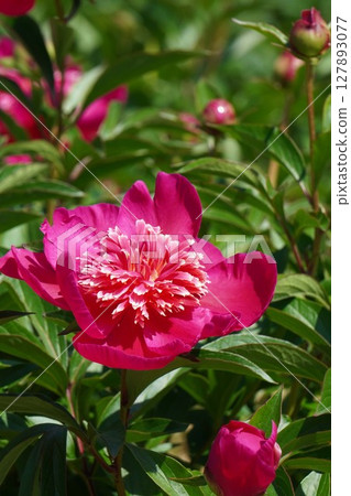 牡丹花「紅向日葵」2025年5月 127893077