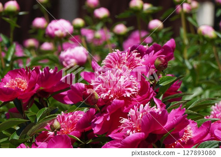 Peony flower "Red sunflower" May 2025 127893080