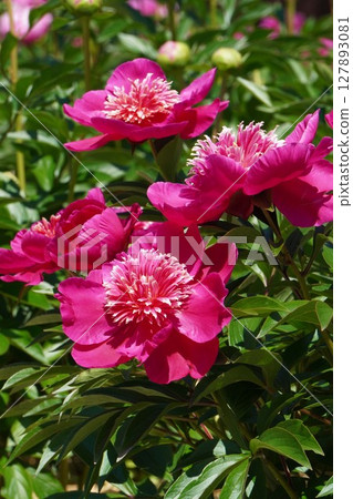 牡丹花「紅向日葵」2025年5月 127893081