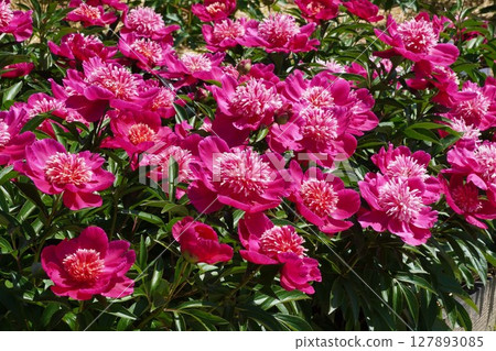 Peony flower "Red sunflower" May 2025 Peony flower "Red sunflower" May 2025 127893085