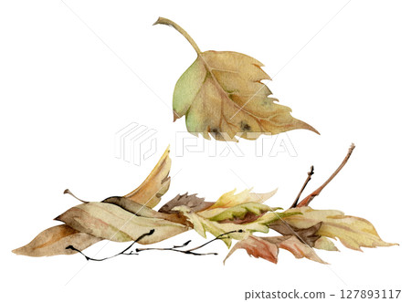Autumn leaves pile with twigs, crumpled fallen dried forest floor cover. Single element botanical illustration hand drawn in watercolor. Herbarium pages, wildcrafting workshop brochures, scrapbooking 127893117