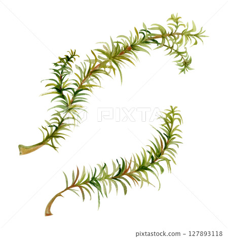 Horsetail clubmoss wild forest plant growing on wetlands marshes, damp shady grounds. Single element botanical illustration hand drawn in watercolor. Eco health brands, field guide identification art 127893118