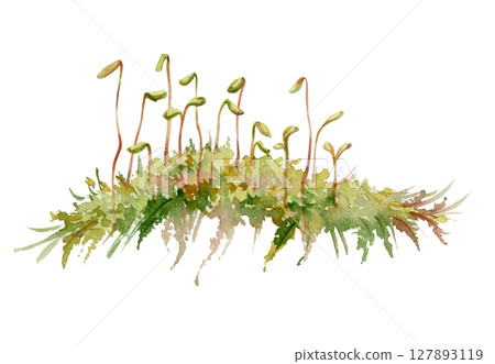 Moss carper patch cushion with sporangium spore capsules on long stalks. Forest floor cover, wetlands marshes undergrowth. Single element botanical bryophyte illustration hand drawn in watercolor. Moss carper patch cushion with sporangium spore capsules on long stalks. Forest floor cover, wetlands marshes undergrowth. Single element botanical bryophyte illustration hand drawn in watercolor. 127893119