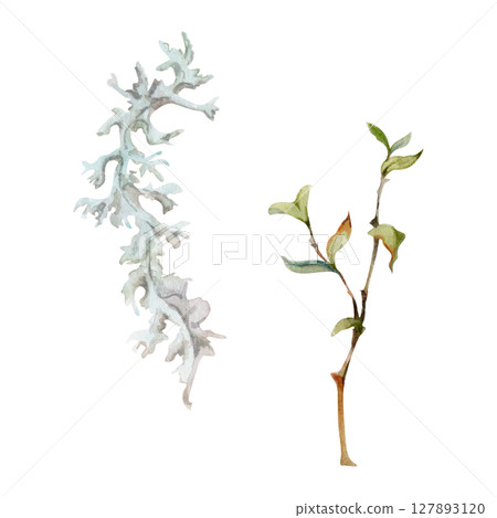 Foliose reindeer lichen segment, branch twig with leaves. Cetraria islandica Iceland moss. Single element botanical illustration hand drawn in watercolor. Folk medicine, honey ingredient, forest cover Foliose reindeer lichen segment, branch twig with leaves. Cetraria islandica Iceland moss. Single element botanical illustration hand drawn in watercolor. Folk medicine, honey ingredient, forest cover 127893120